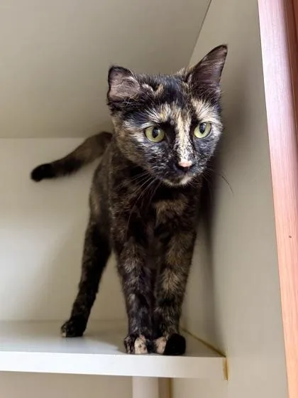 Peggy Sue thumbnail 3