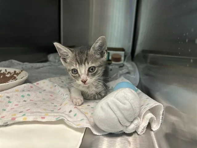 A baby medium-sized male Domestic Short Hair cat named Mocha for adoption in Dallas, TX
