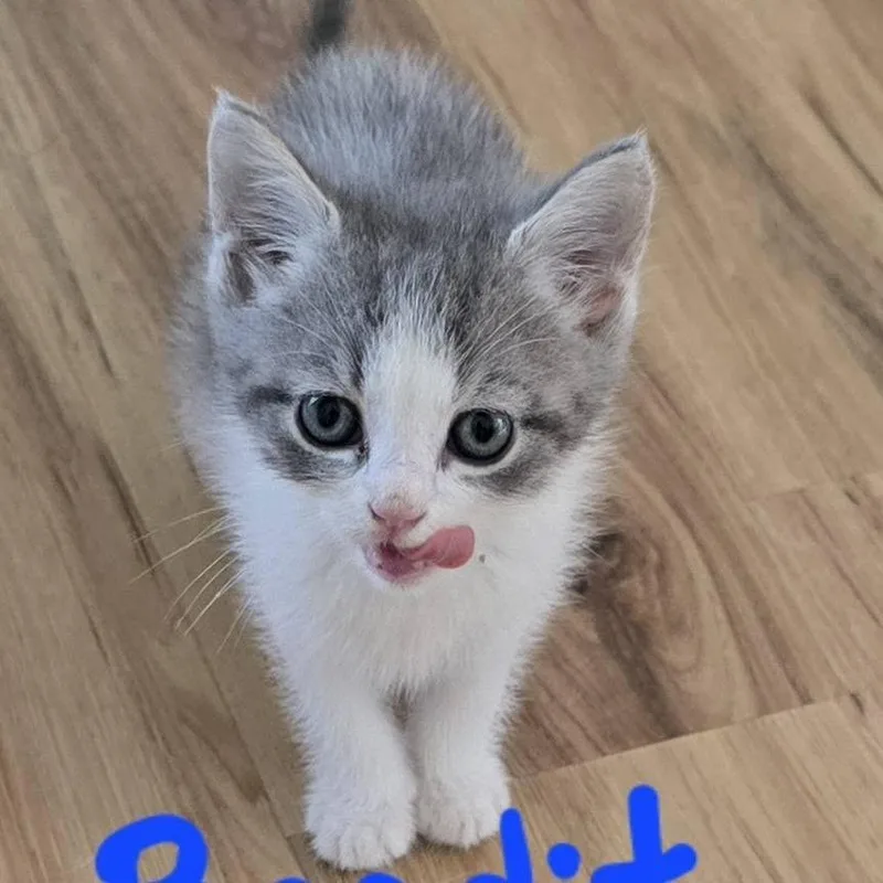 A baby small-sized male Domestic Short Hair cat named Bandit for adoption in New Tazewell, TN
