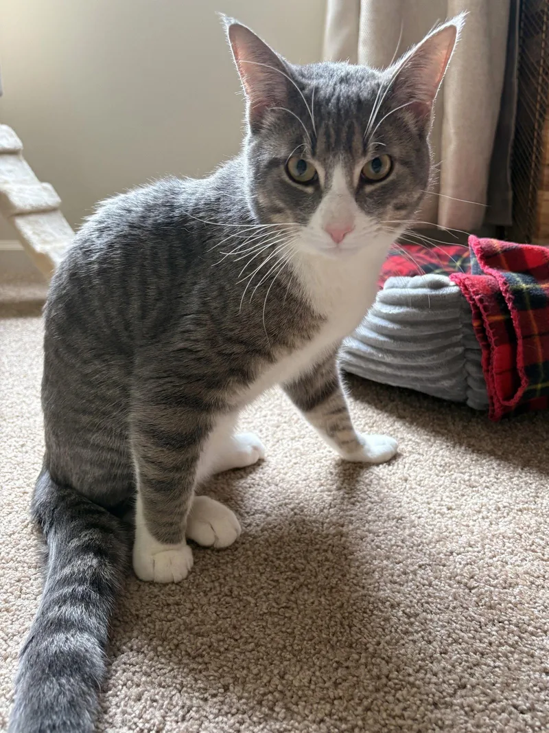 A young medium-sized male Domestic Short Hair cat named Sushi for adoption in Rochester, NY