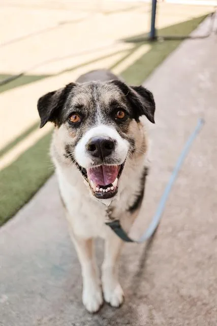 An adult large-sized male Mixed Breed dog named Brian for adoption in Dallas, TX