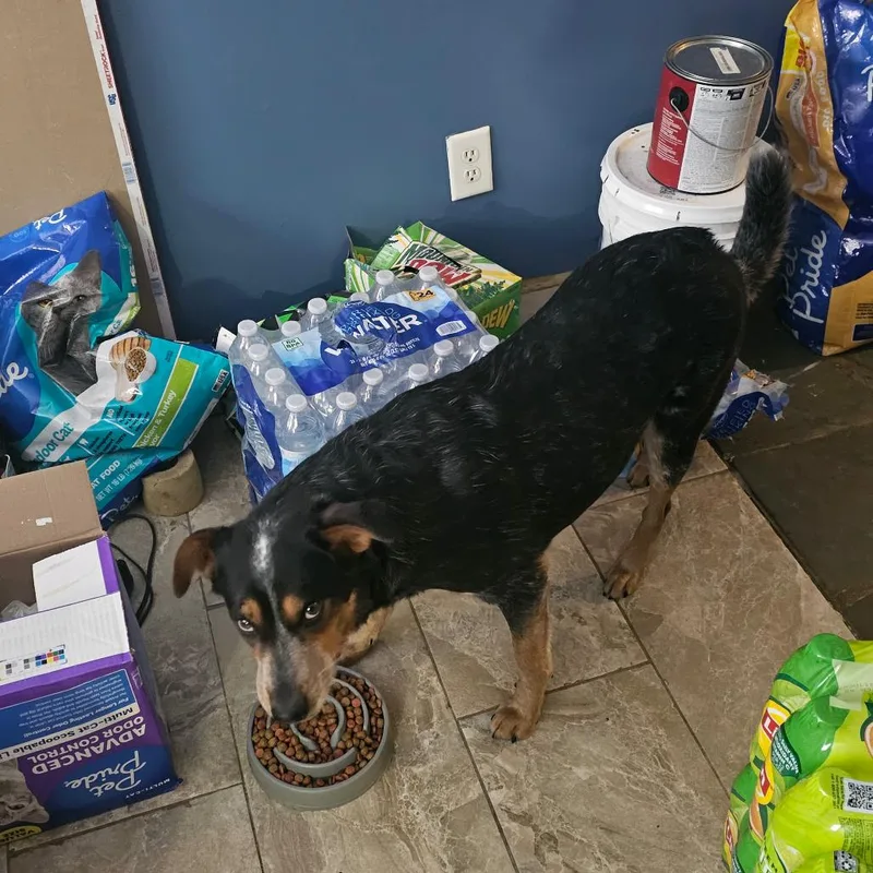 An adult small-sized female Black Australian Cattle Dog / Blue Heeler dog named Gracie for adoption in Springboro, OH