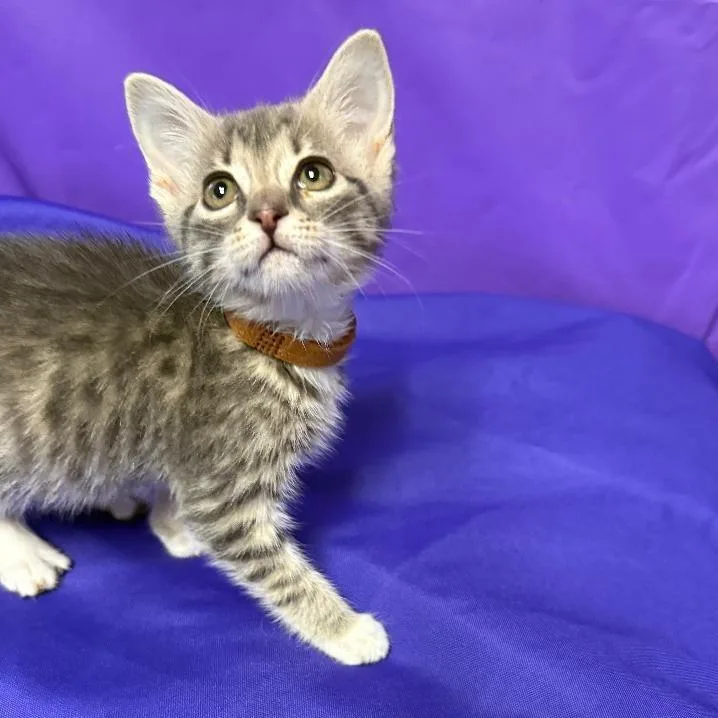 A baby small-sized female Gray / Blue / Silver Domestic Short Hair cat named Hana for adoption in North Myrtle Beach, SC