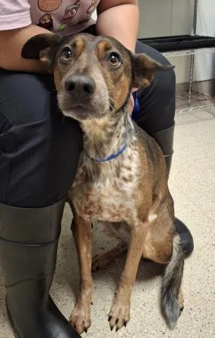 Brownie  Urgent