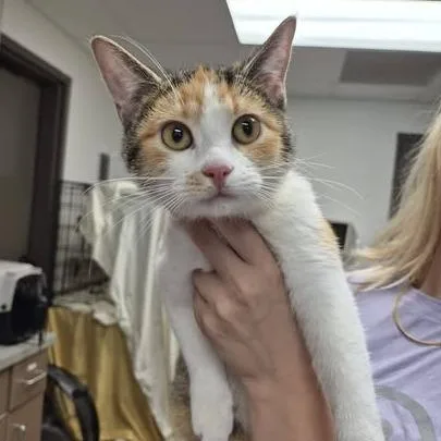 A young medium-sized female Calico Domestic Short Hair cat named Pierogi for adoption in Cleveland, MS