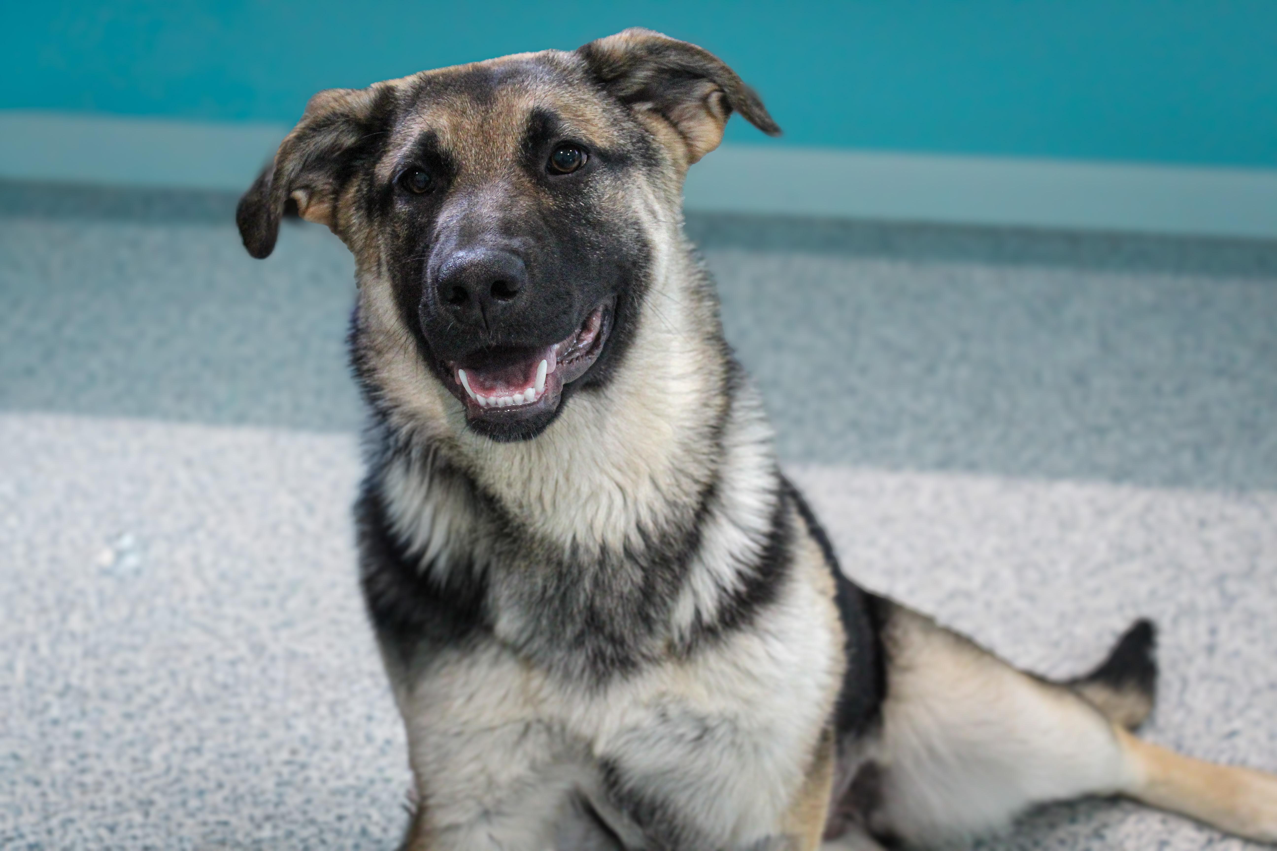 A baby large-sized female German Shepherd Dog dog named Britta for adoption in Hutchinson, MN