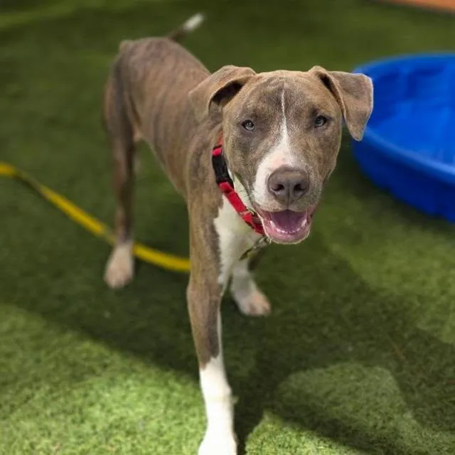 A young large-sized male Pit Bull Terrier dog named Gumdrop for adoption in Las Vegas, NV