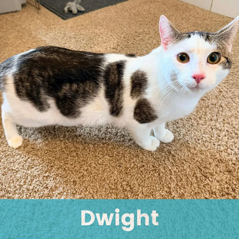 A young medium-sized male Domestic Short Hair cat named Dwight for adoption in Rochester , NY