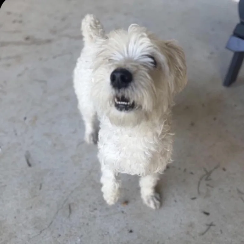An adult small-sized male White / Cream West Highland White Terrier / Westie dog named Boston for adoption in Baton Rouge, LA