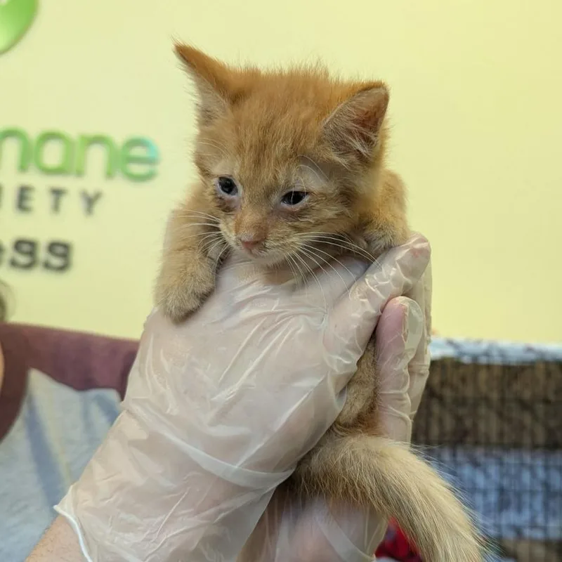 A baby small-sized male Orange / Red Domestic Short Hair cat named Nemo for adoption in Lynchburg, VA
