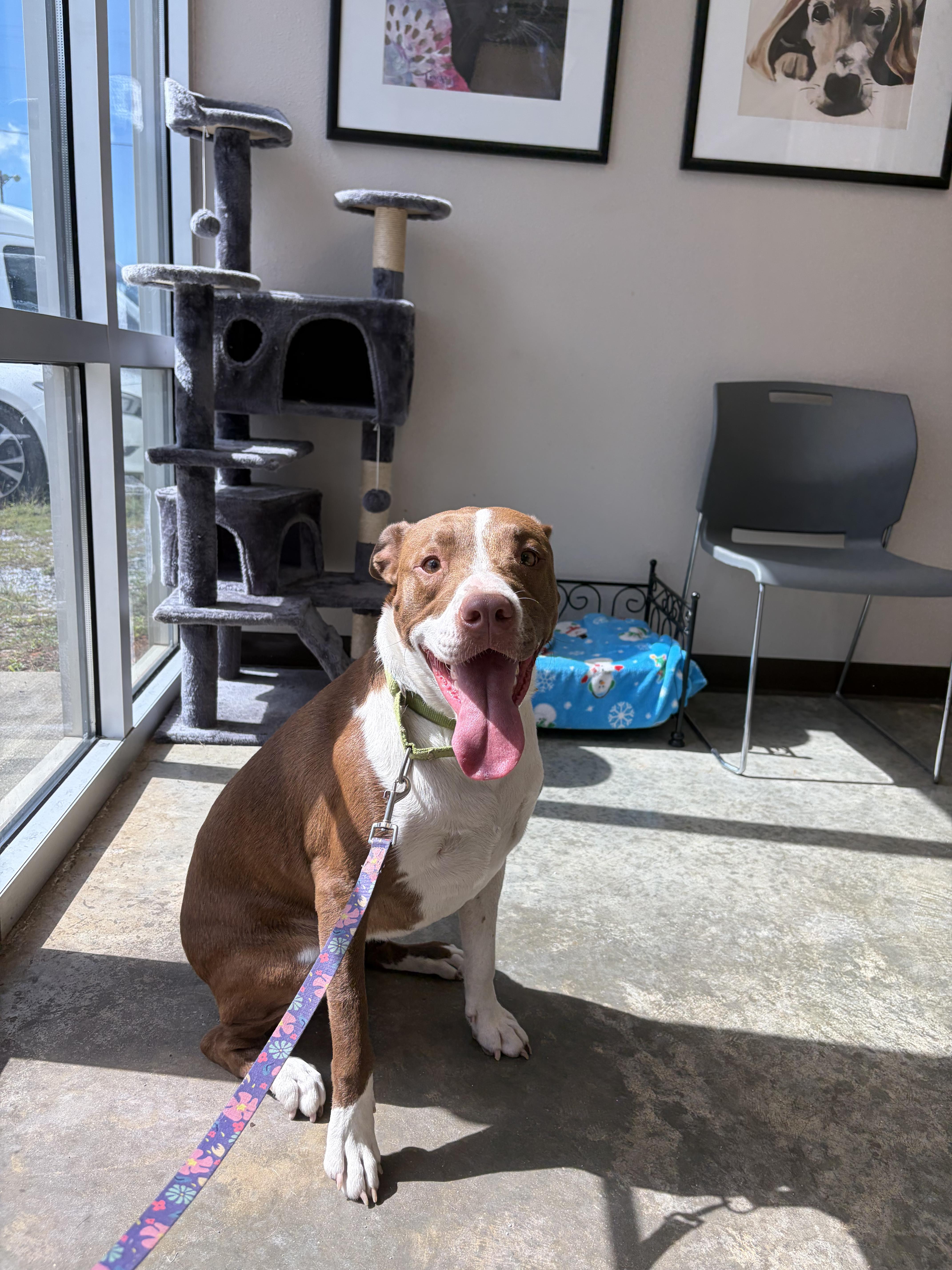 A baby medium-sized female Red / Chestnut / Orange Labrador Retriever dog named Reecee for adoption in Ocean Springs, MS