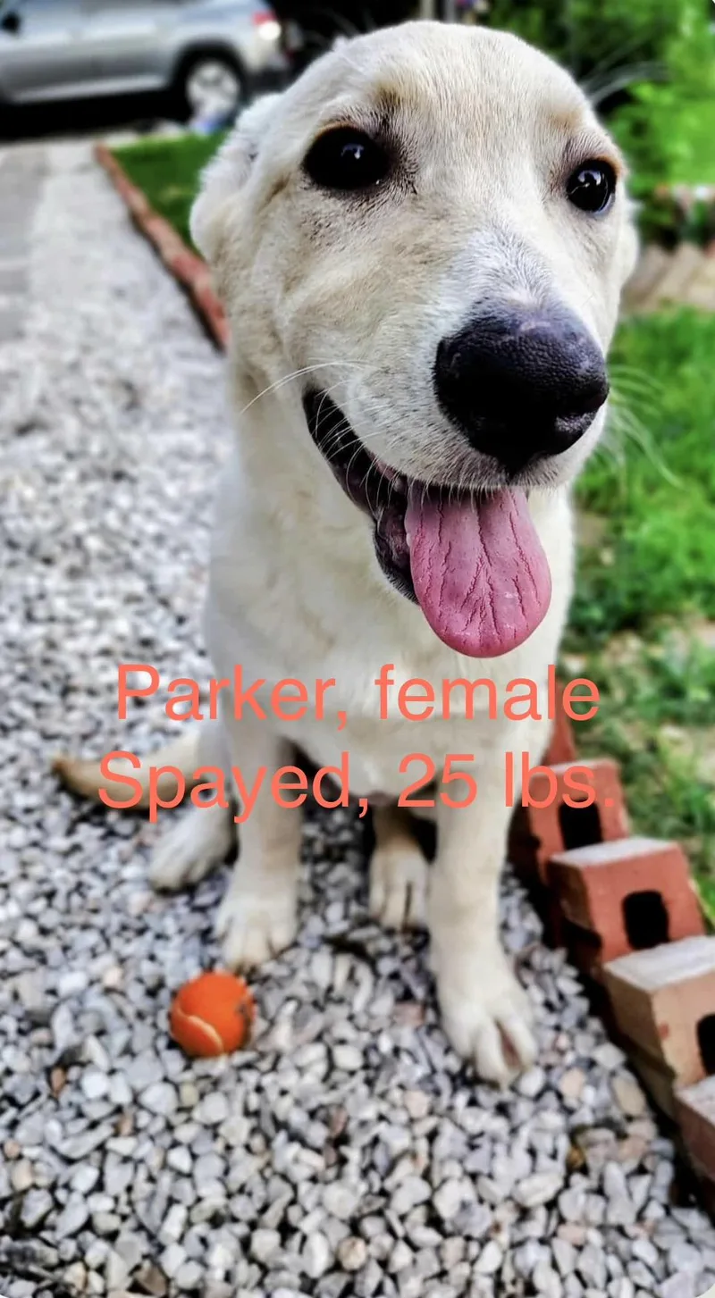 A baby medium-sized female German Shepherd Dog dog named Parker for adoption in Barkhamsted, CT