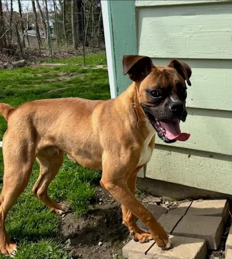 A baby medium-sized male Boxer dog named Mosesboxer for adoption in Torrington, CT