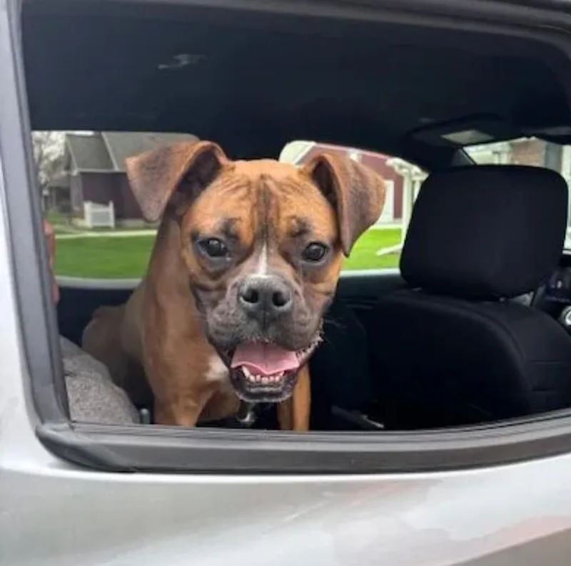 Mosesboxer thumbnail 3