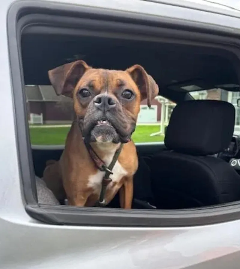 Mosesboxer thumbnail 4