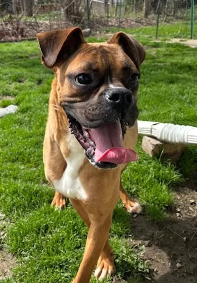 Mosesboxer thumbnail 5