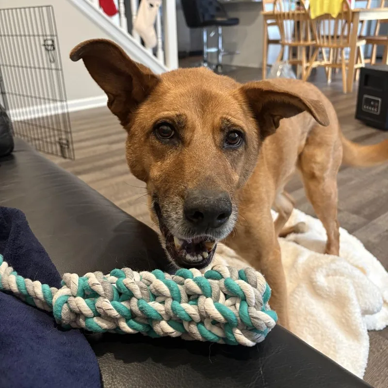 A senior medium-sized female Yellow / Tan / Blond / Fawn German Shepherd Dog dog named Nala for adoption in Indianapolis, IN