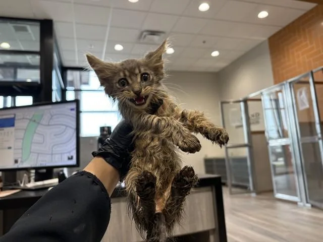 A baby small-sized male Domestic Medium Hair cat named Simon for adoption in Garland, TX