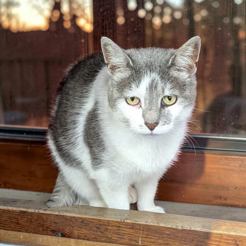 An adult medium-sized female Gray & White Domestic Short Hair cat named Dottie for adoption in Chuckey, TN