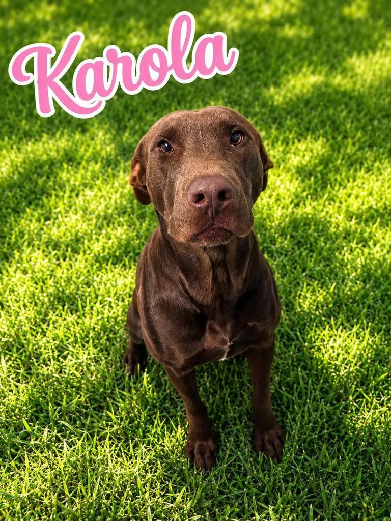 A young medium-sized female Affenpinscher dog named Karola for adoption in Livingston, LA