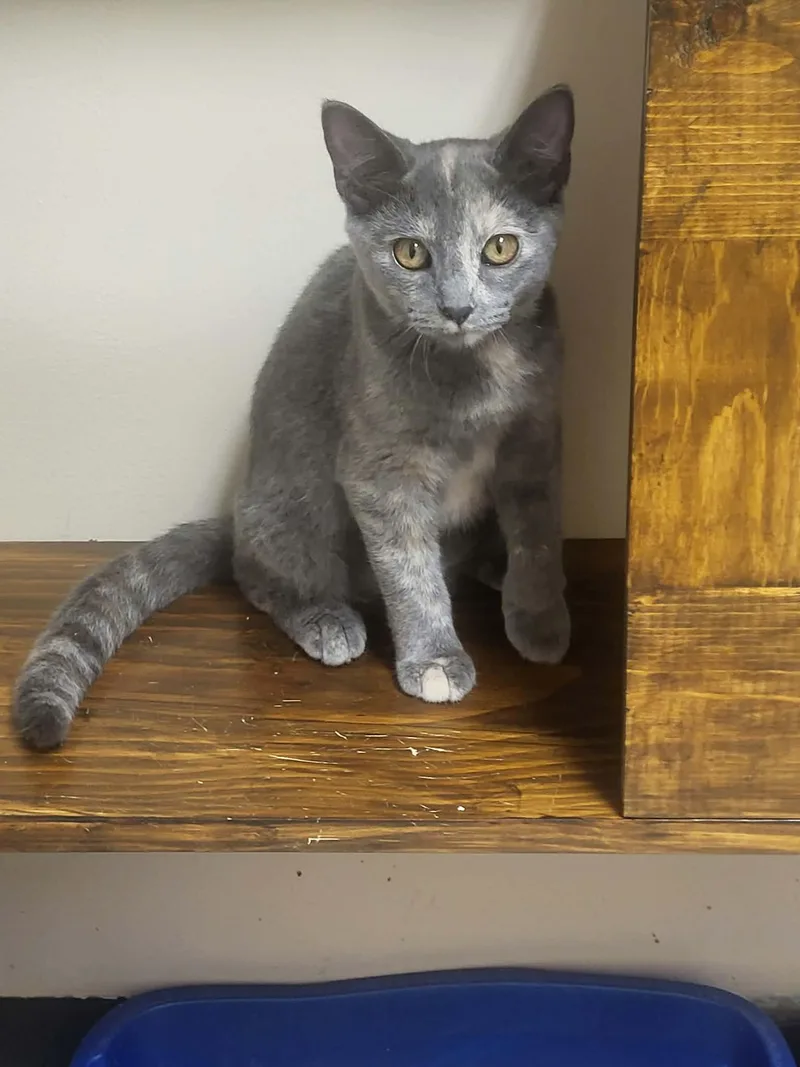 A baby medium-sized female Domestic Short Hair cat named Rhea for adoption in Champaign, IL