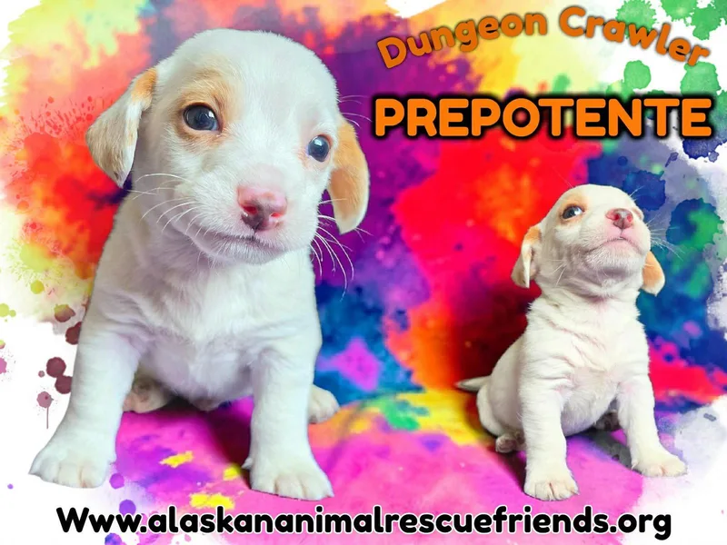 A baby medium-sized male Corgi dog named Dungeon Crawler Prepotente for adoption in Anchorage, AK
