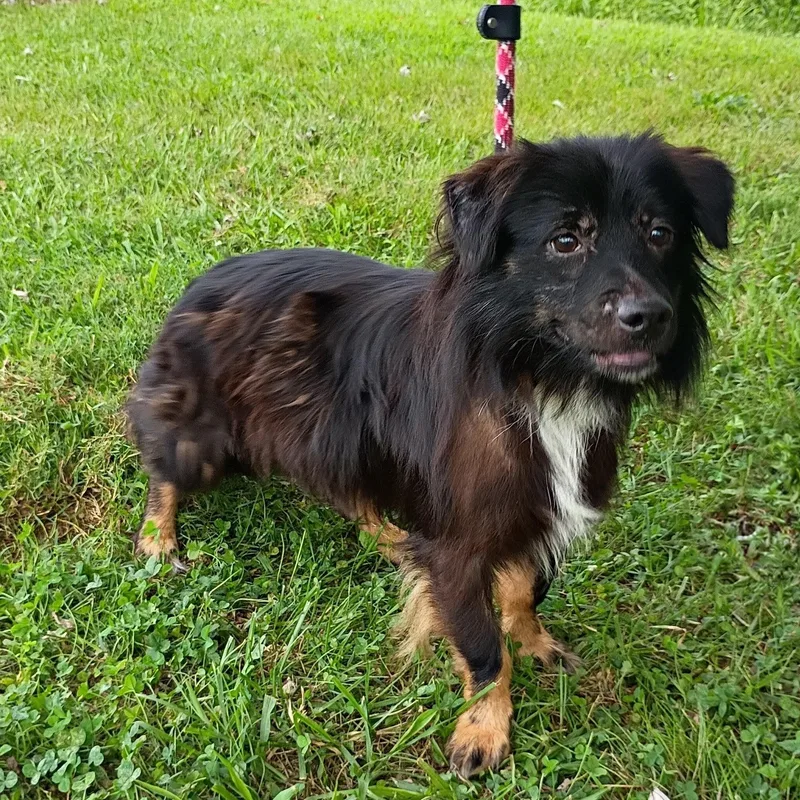 An adult medium-sized male Black Terrier dog named Scout for adoption in Maynardville, TN
