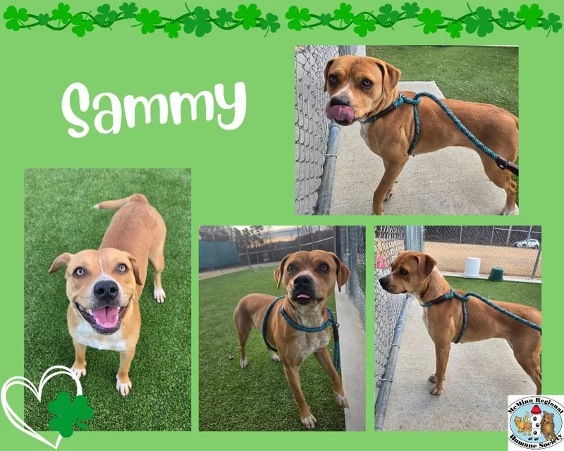 Sammy thumbnail 2