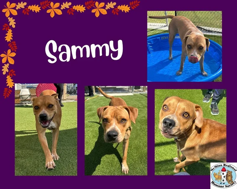 Sammy thumbnail 3
