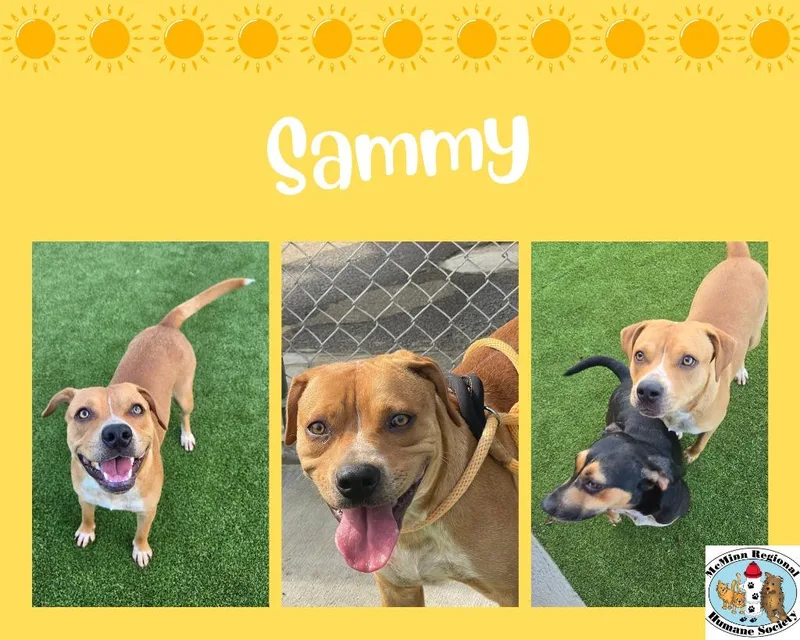 Sammy thumbnail 6