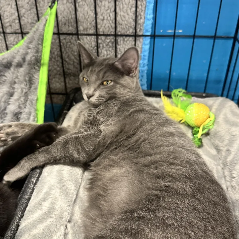 A young medium-sized male Gray / Blue / Silver Domestic Short Hair cat named Charmeleon for adoption in Louisville, KY