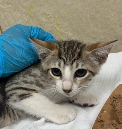 A baby small-sized female Domestic Short Hair cat named Nam Wan for adoption in Honolulu, HI