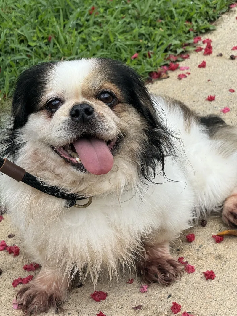 An adult small-sized male Tricolor (Brown, Black, & White) Shih Tzu dog named Squish for adoption in Meherrin, VA