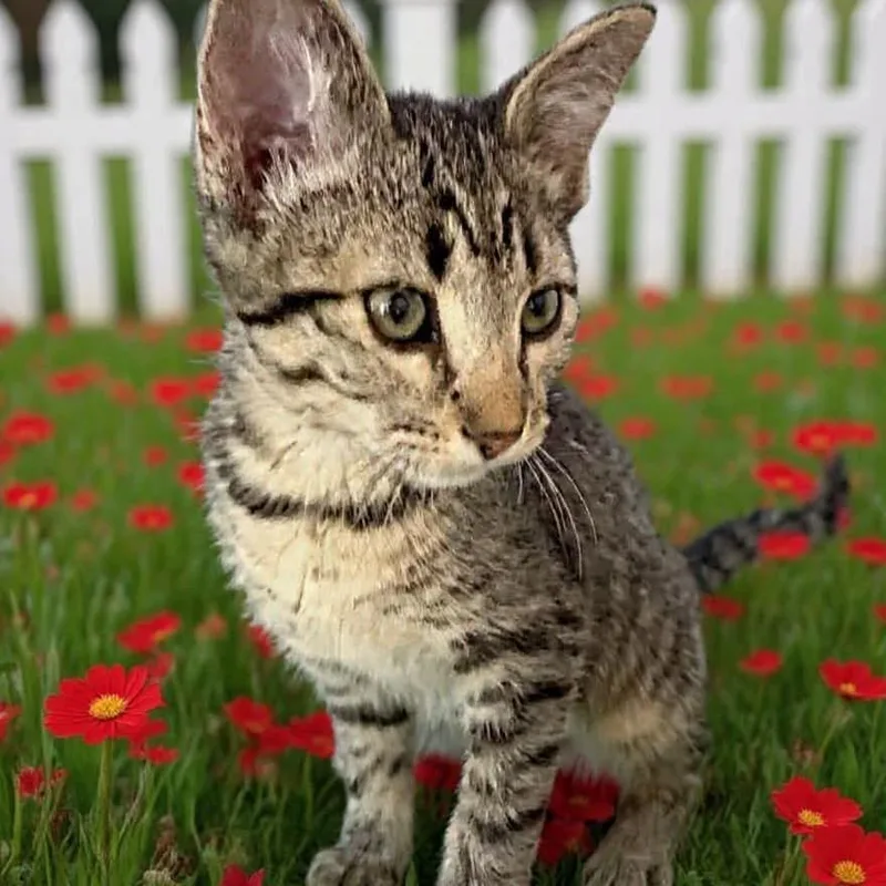 A young medium-sized female Domestic Short Hair cat named Evelyn for adoption in Evergreen, CO