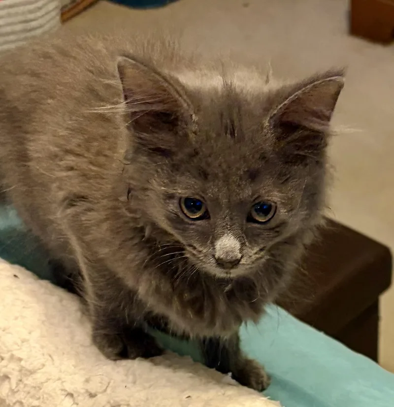 A baby medium-sized female Gray / Blue / Silver Domestic Long Hair cat named Gertie for adoption in Houghton Lake, MI