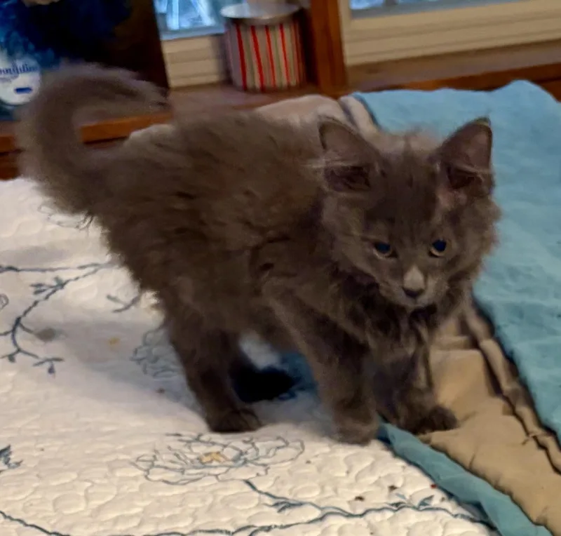 Gertie thumbnail 2