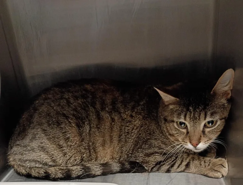 A young medium-sized male Domestic Short Hair cat named Tom Tiger for adoption in Clarksville, TN