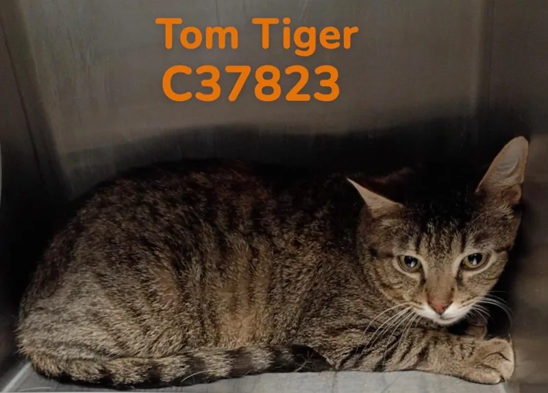 Tom Tiger thumbnail 2