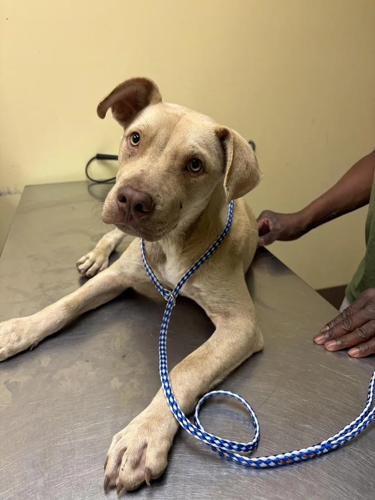 A young medium-sized male Mixed Breed dog named Marsh for adoption in Florence, SC