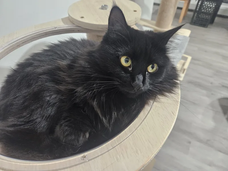 A young medium-sized female Black Domestic Long Hair cat named Puffy for adoption in Stamford, CT