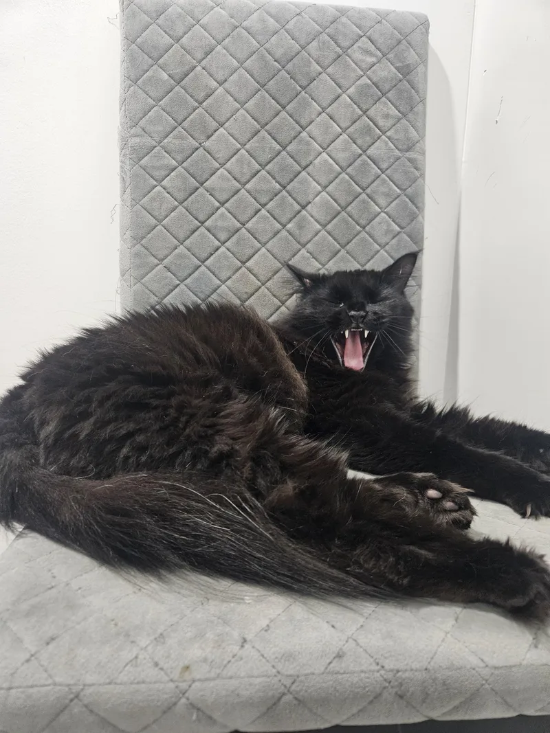 Puffy thumbnail 5