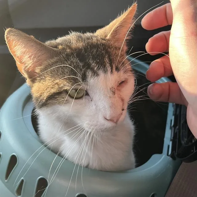 An adult small-sized male Domestic Short Hair cat named Constanza for adoption in Indianapolis, IN