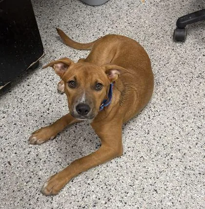 A young medium-sized female Brown / Chocolate Mixed Breed dog named Calabaza for adoption in Kansas City, MO