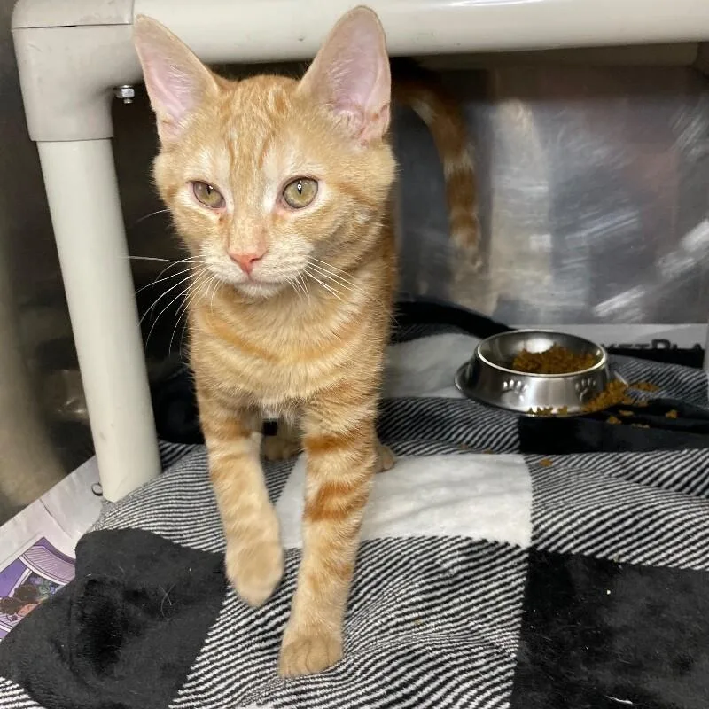 A young medium-sized male Domestic Short Hair cat named Harry for adoption in Roanoke, VA