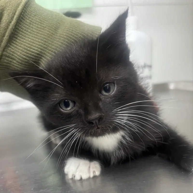 A baby small-sized male Black Domestic Short Hair cat named Zoomie for adoption in Point Richmond, CA