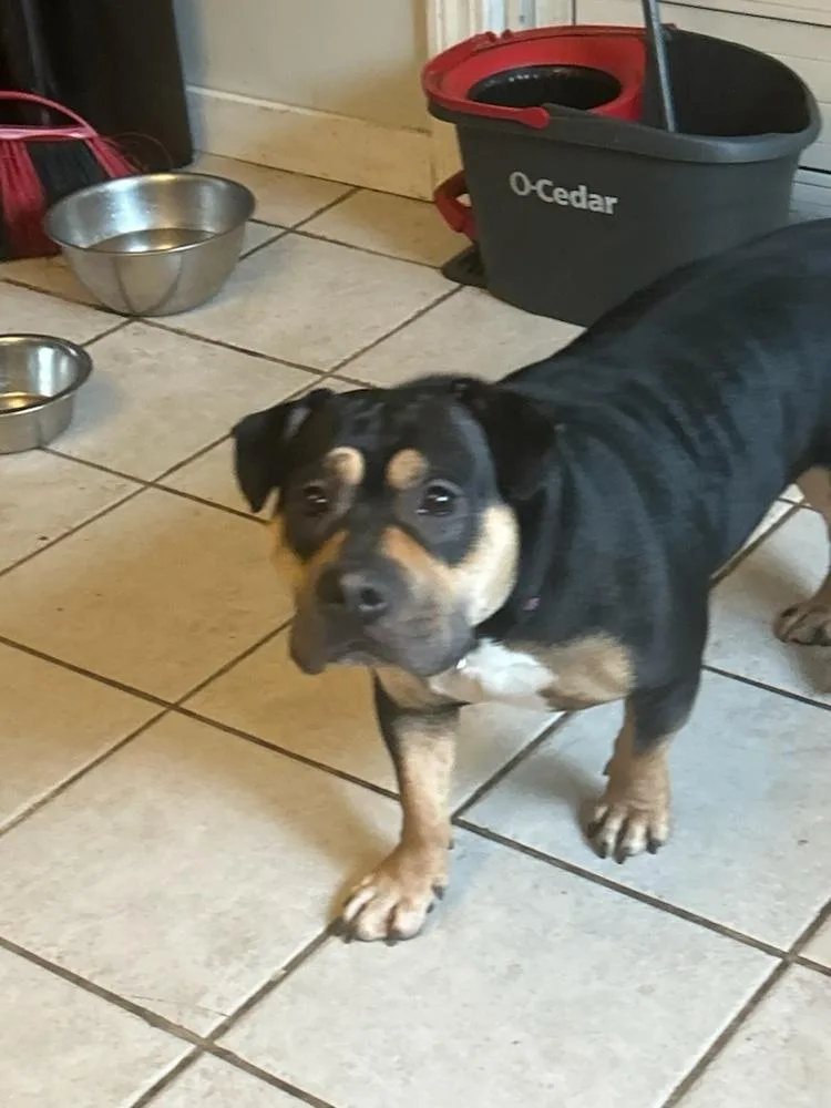 A young large-sized female American Bully dog named Kool Kenzie for adoption in Randolph, MA