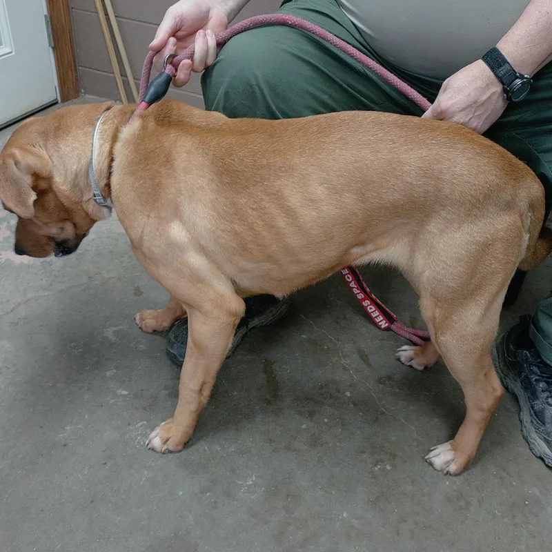 A young medium-sized female Apricot / Beige Staffordshire Bull Terrier dog named 26-031 for adoption in Carrollton, OH