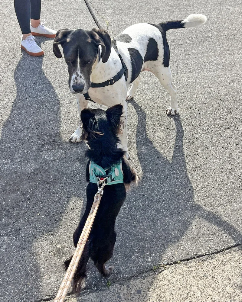 Rigatoni thumbnail 3