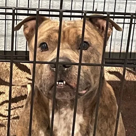 An adult medium-sized male Brindle Mixed Breed dog named Wayne for adoption in Port Charlotte, FL