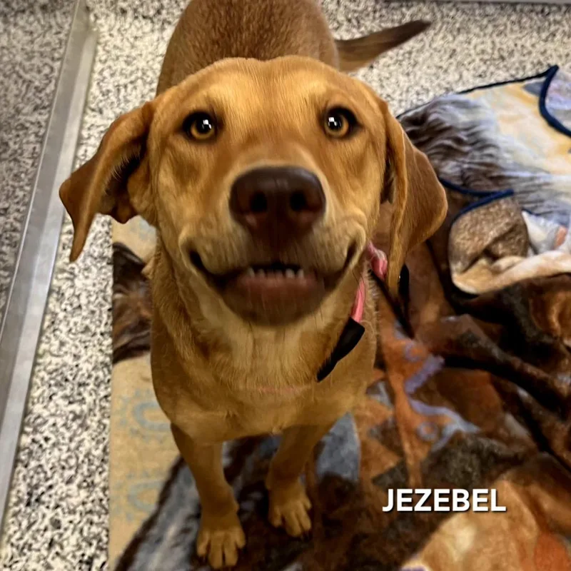 A young medium-sized female Red / Chestnut / Orange Mixed Breed dog named Jezebel for adoption in Madisonville, TN